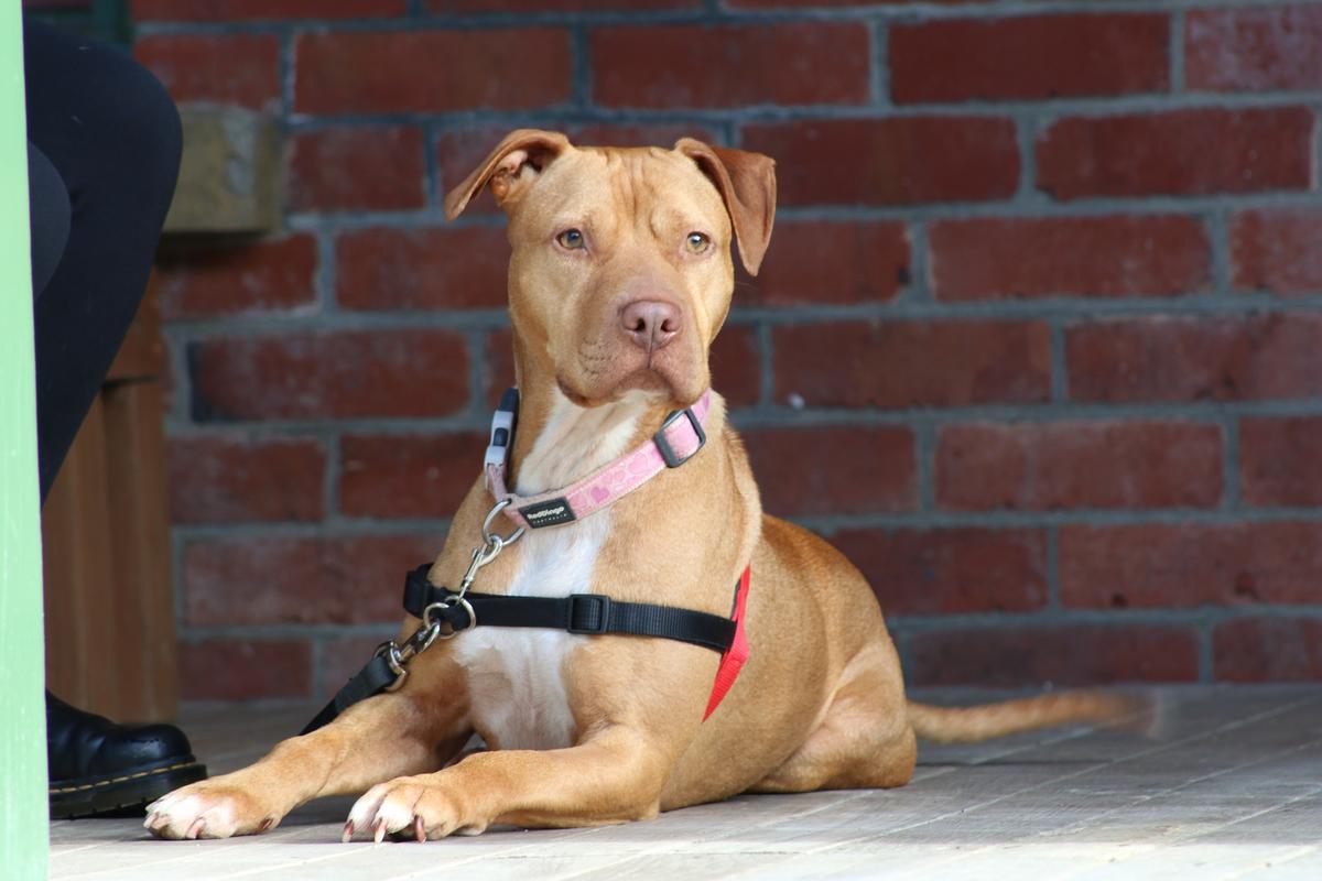 Breaking the Chain - Government announces public consultation on tethering of dogs 