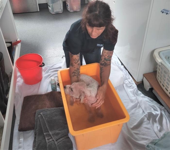 Pickle had regular medicated baths to treat the mange.