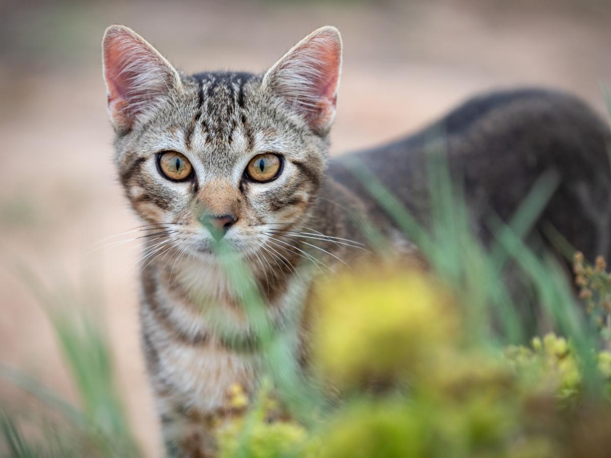 Tabby cat outdoors