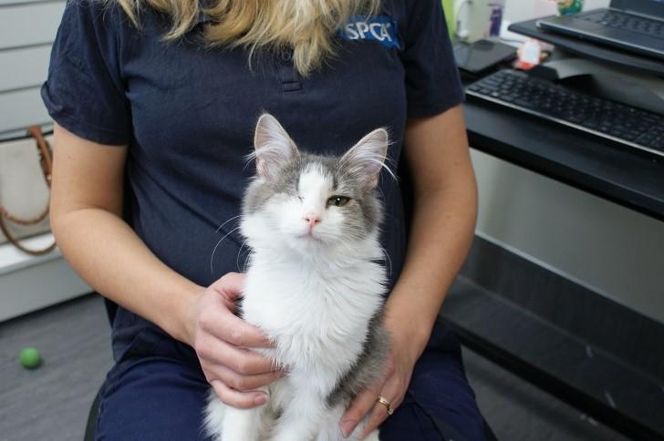 The Power of Kindness: SPCA’s Impact on Aotearoa New Zealand