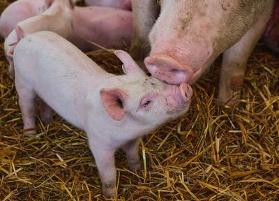 SPCA signs petition for a National Food Strategy 