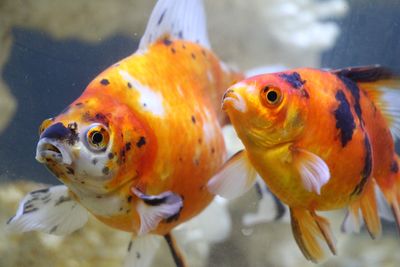 Five things I learnt owning goldfish 