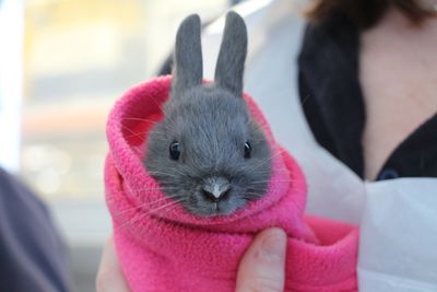 Animals as prizes