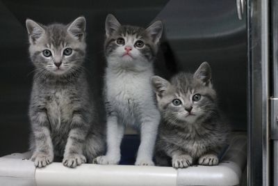 Kittens Available For Adoption - Hamilton