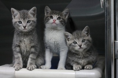 Kittens Available For Adoption - Hobsonville - Domestic Short Hair
