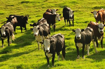 SPCA signs petition for a Parliamentary Inquiry into virtual fencing technology for dairy cattle