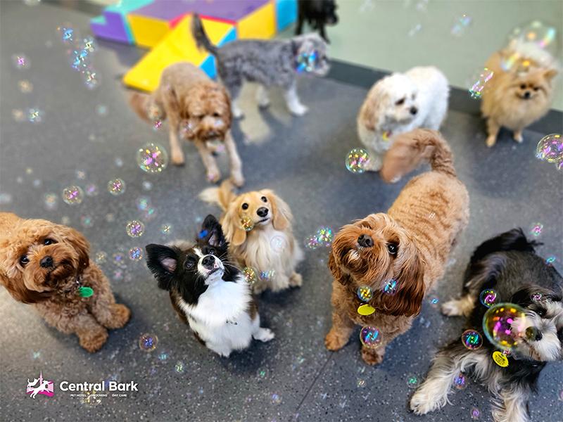 Dogs enjoying enrichment time at Central Bark.
