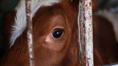 PROTECT THE BAN – say ‘no’ to live exports by sea.   
