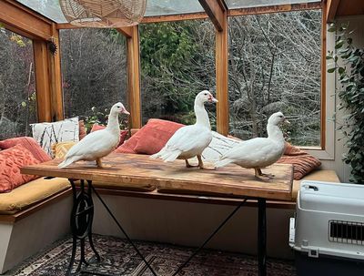 A tale of three ducks: Huey, Dewey, and Louie’s story