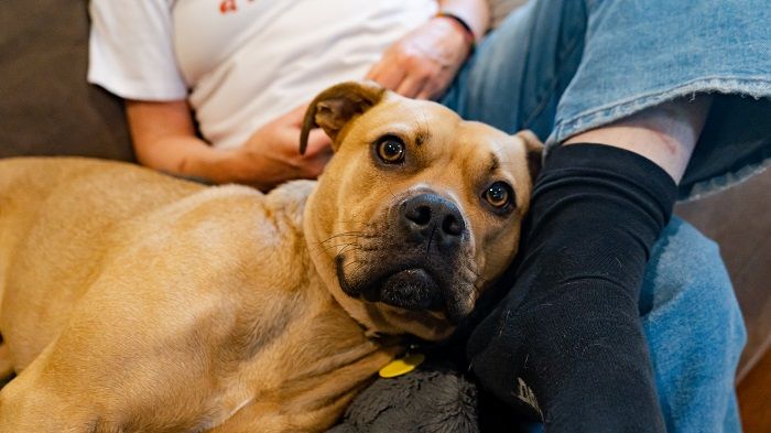 Toru from SPCA was a long stay animal