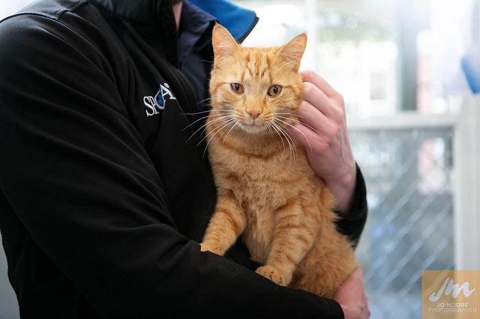 SPCA Snip 'n' Chip