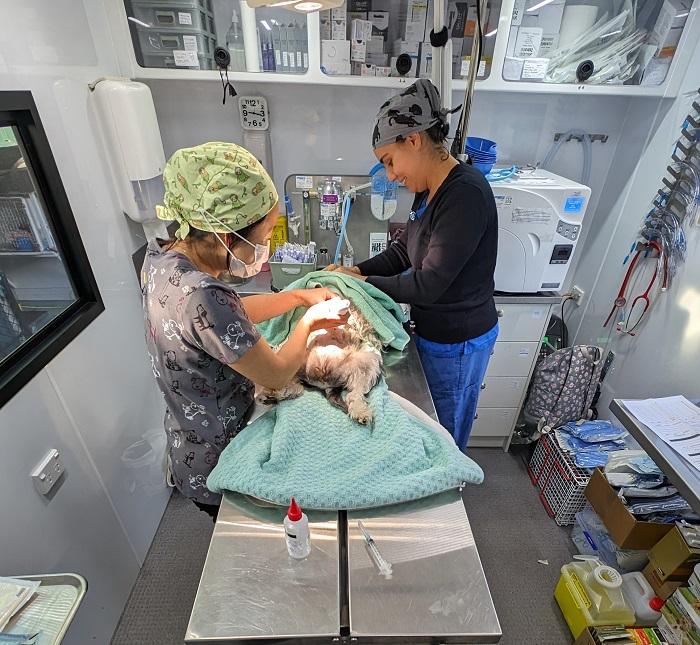 Inside SPCA Mobile Desexing Clinic